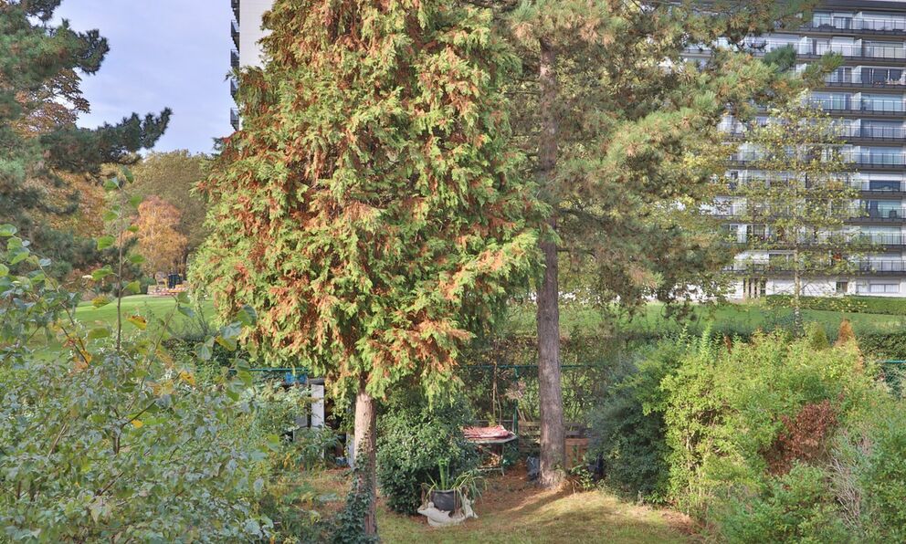 Bel-etage te koop in Antwerpen